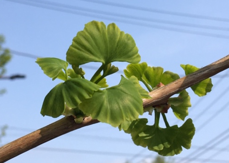 f:id:chuokurashinet:20200418113739p:plain