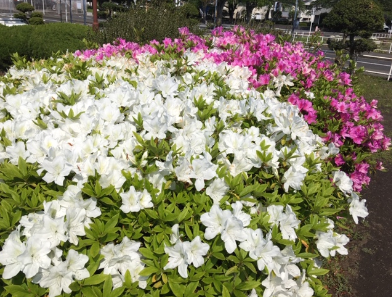f:id:chuokurashinet:20200430101055p:plain