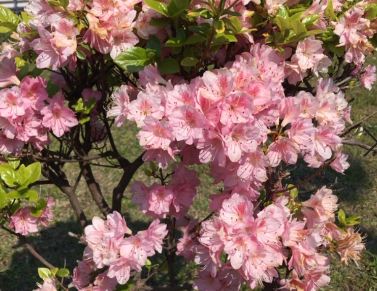 f:id:chuokurashinet:20200430101153p:plain