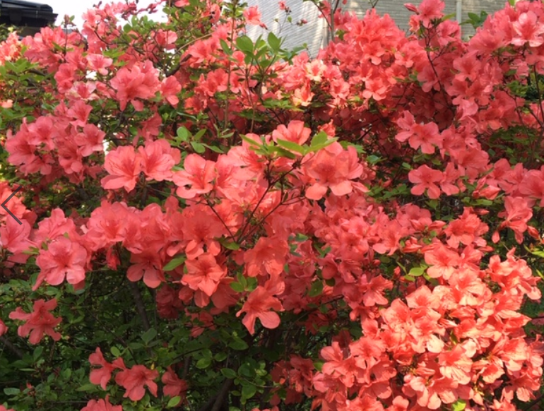 f:id:chuokurashinet:20200430101709p:plain