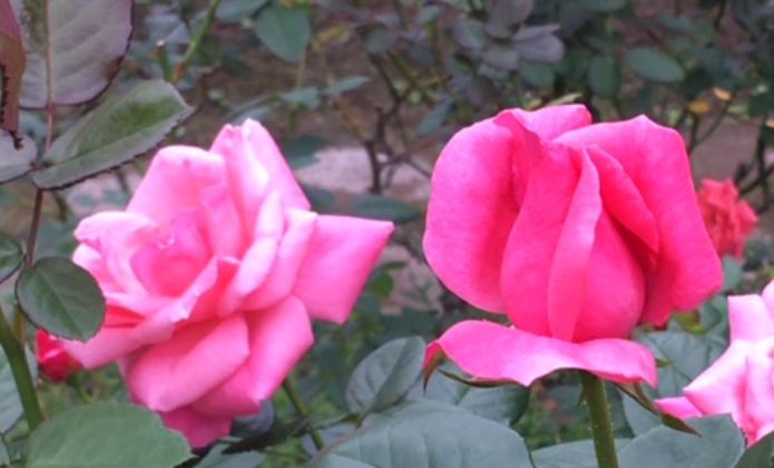 f:id:chuokurashinet:20201010102723p:plain