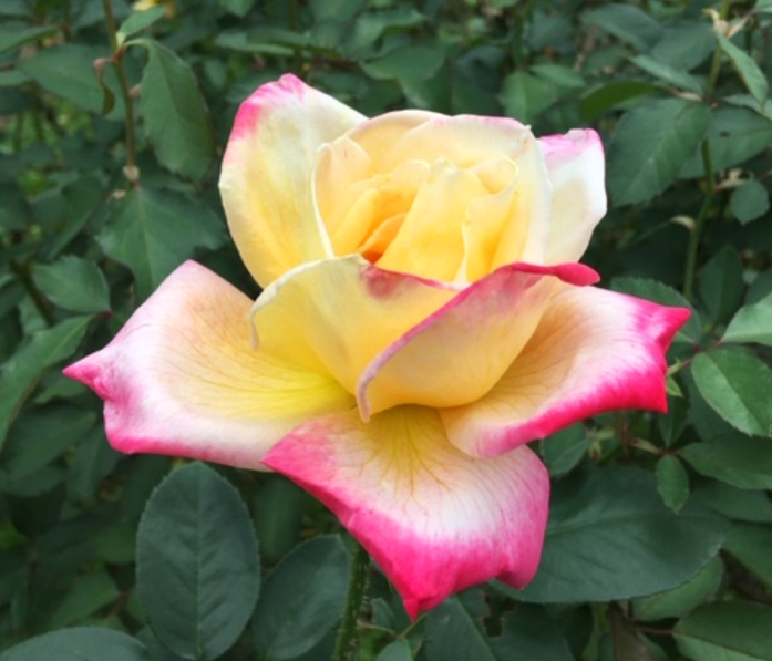 f:id:chuokurashinet:20201010102906p:plain