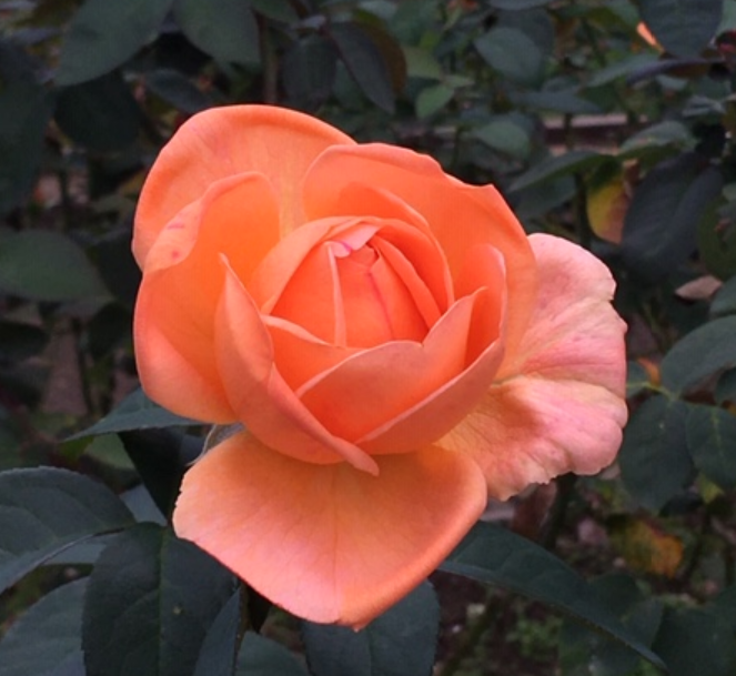 f:id:chuokurashinet:20201010103002p:plain