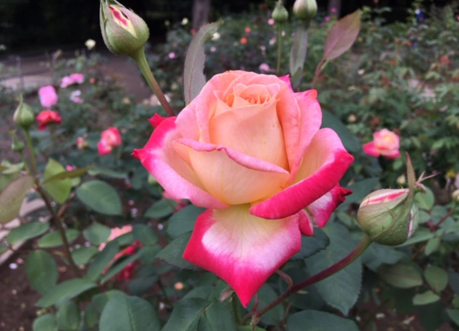 f:id:chuokurashinet:20201010103321p:plain