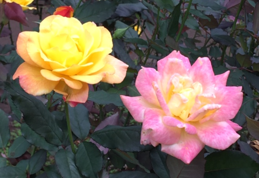 f:id:chuokurashinet:20201010103428p:plain