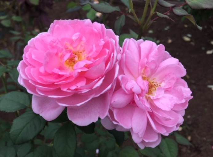 f:id:chuokurashinet:20201010103637p:plain