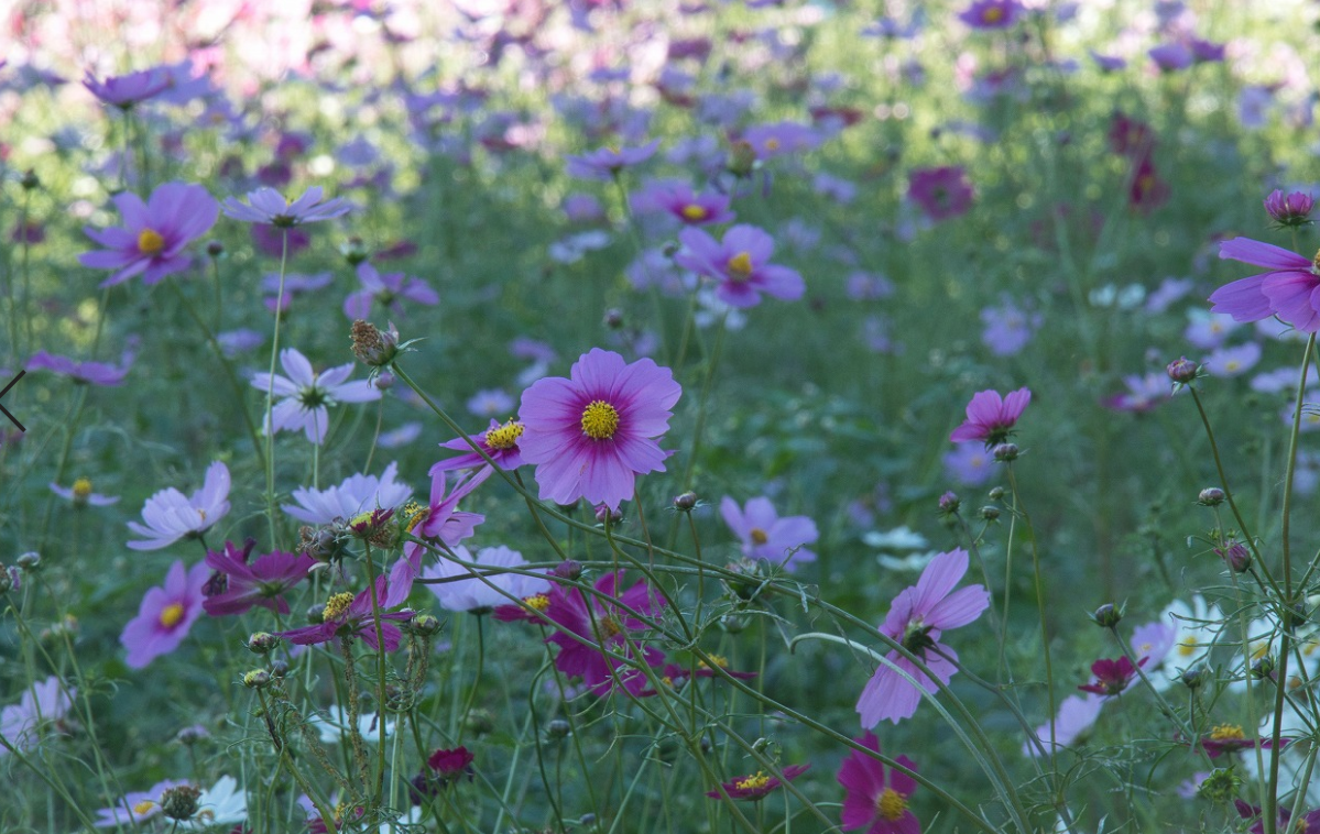 f:id:chuokurashinet:20201026142236p:plain