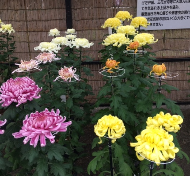 f:id:chuokurashinet:20201028164900p:plain f:id:chuokurashinet:20201028164900p:plain