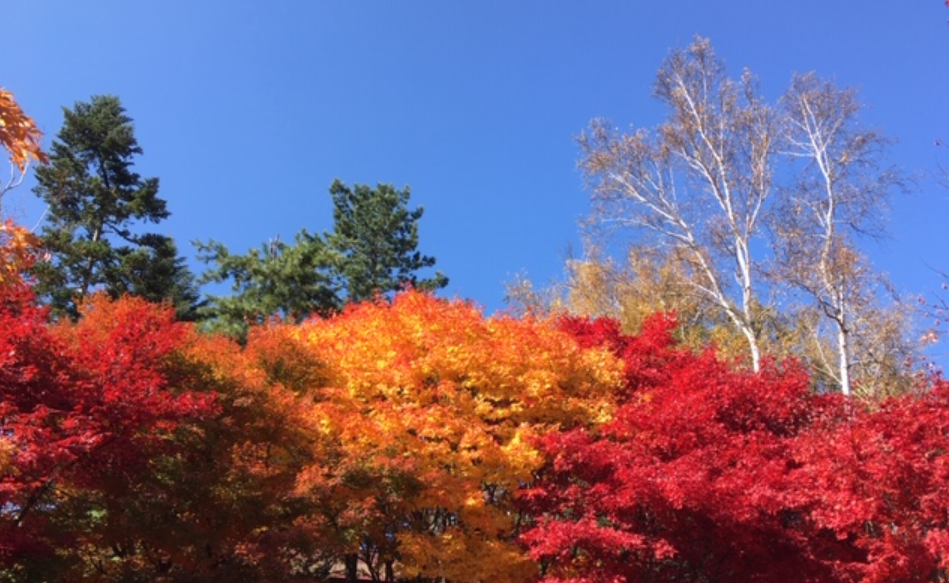 f:id:chuokurashinet:20201101113601p:plain