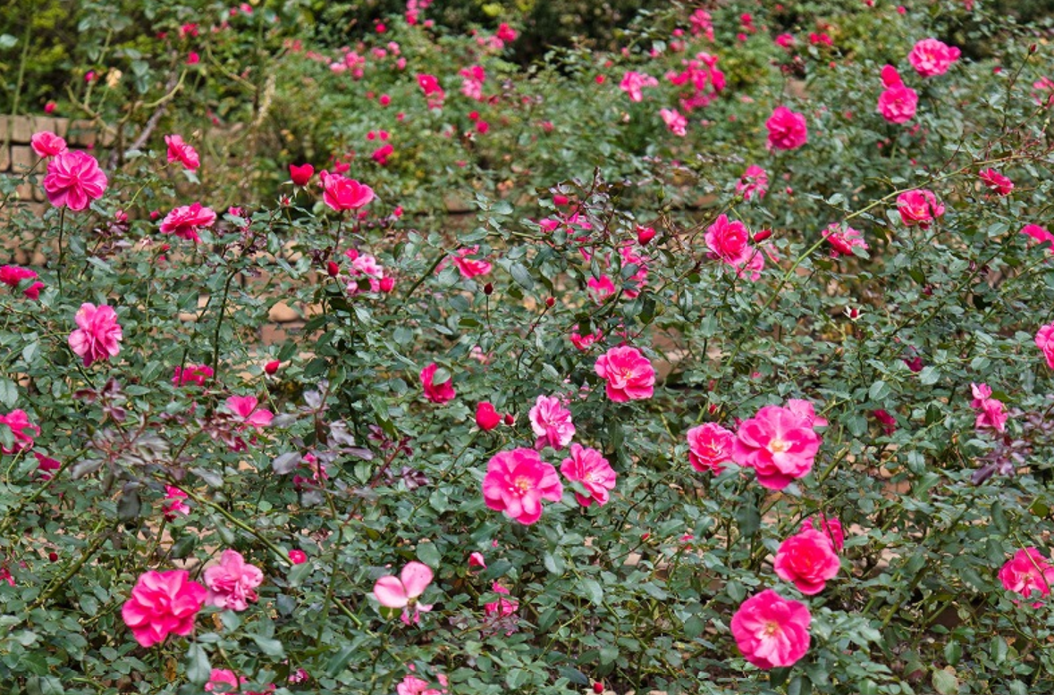 f:id:chuokurashinet:20201103090452p:plain