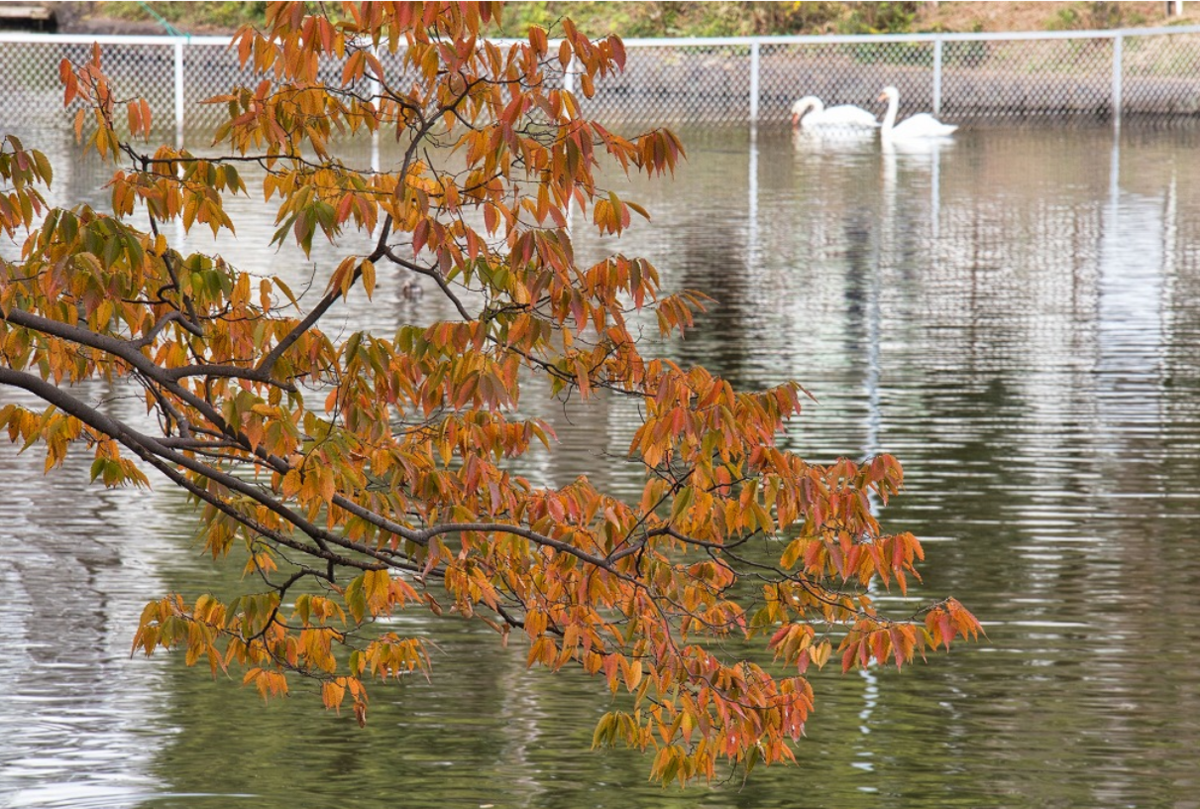 f:id:chuokurashinet:20201110090308p:plain