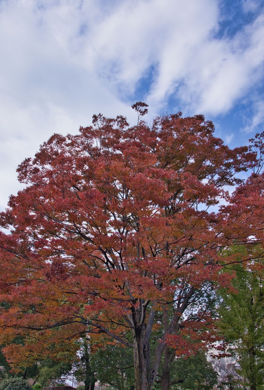 f:id:chuokurashinet:20201110090606p:plain