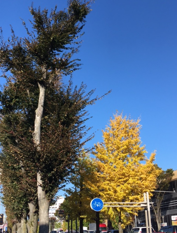 f:id:chuokurashinet:20201114112214p:plain