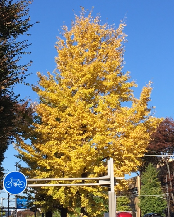 f:id:chuokurashinet:20201114112725p:plain