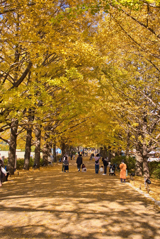 f:id:chuokurashinet:20201118061222p:plain