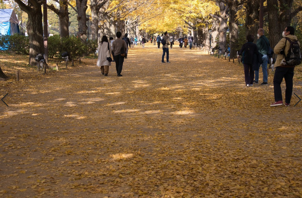 f:id:chuokurashinet:20201118061309p:plain