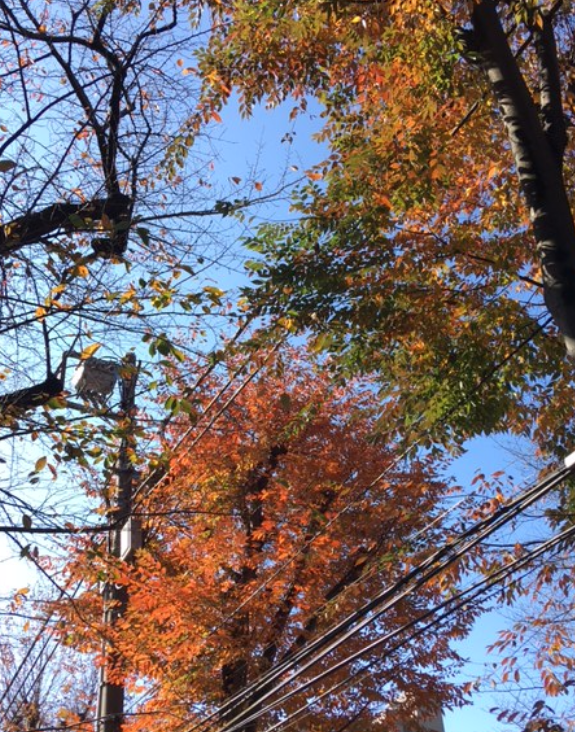 f:id:chuokurashinet:20201119143649p:plain