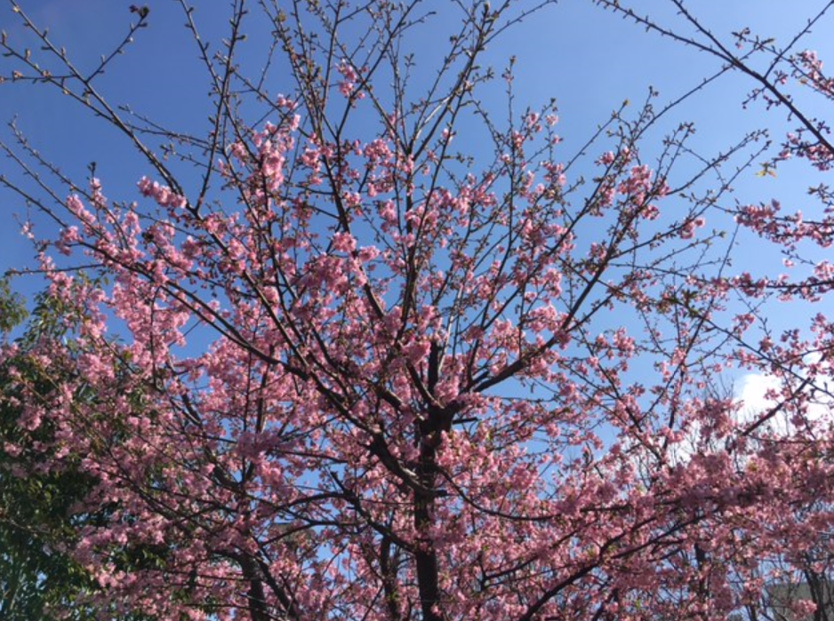 f:id:chuokurashinet:20210228142426p:plain