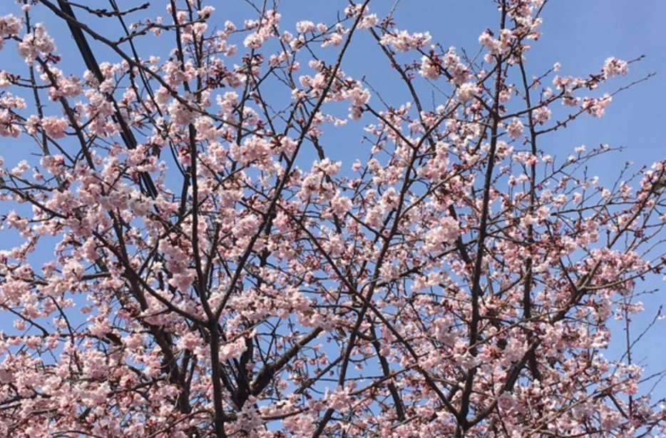 f:id:chuokurashinet:20210302051638p:plain