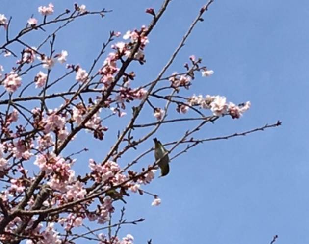 f:id:chuokurashinet:20210302051942p:plain