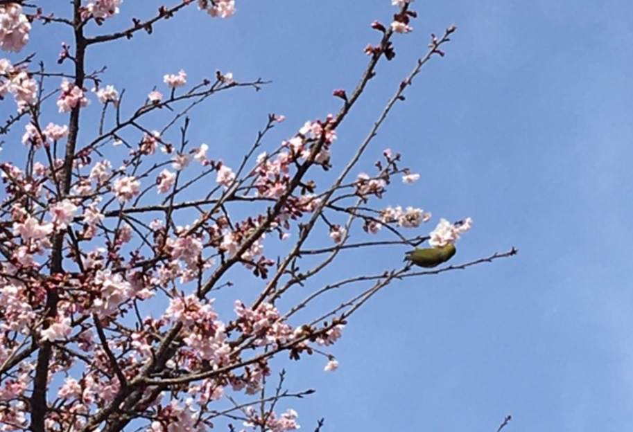 f:id:chuokurashinet:20210302052022p:plain