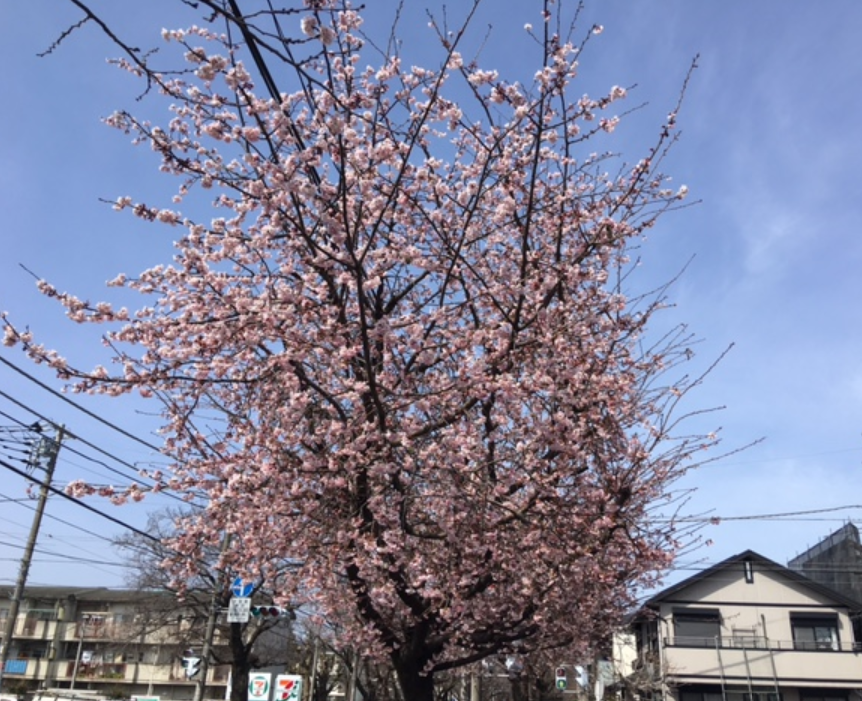 f:id:chuokurashinet:20210302052143p:plain