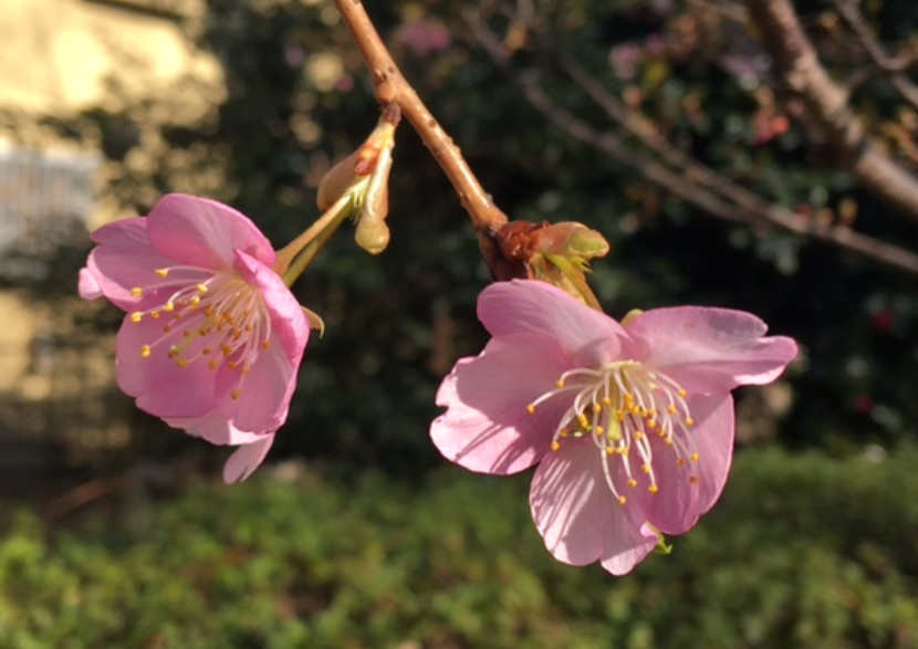 f:id:chuokurashinet:20210302054101p:plain