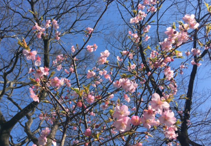 f:id:chuokurashinet:20210302054246p:plain