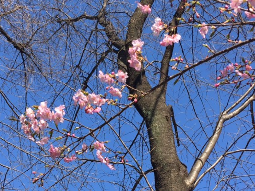 f:id:chuokurashinet:20210302054356p:plain