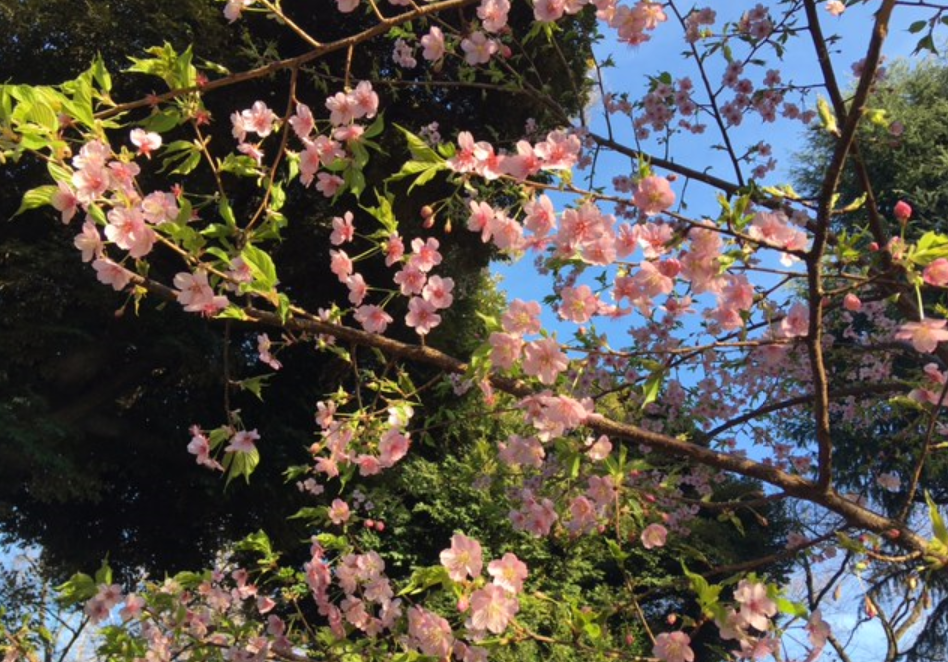 f:id:chuokurashinet:20210302054715p:plain