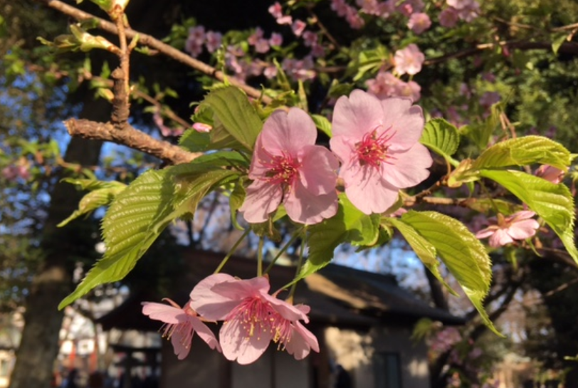 f:id:chuokurashinet:20210302054805p:plain