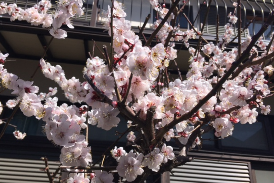 f:id:chuokurashinet:20210305080042p:plain