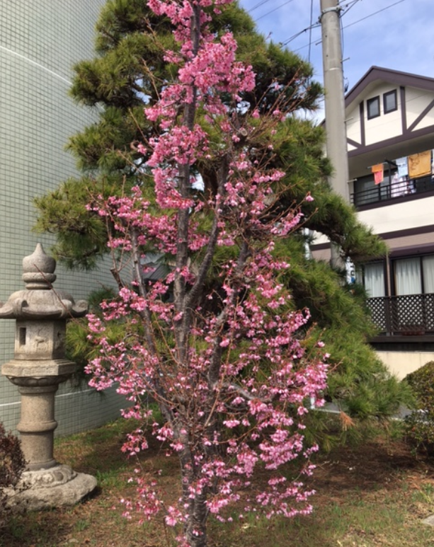 f:id:chuokurashinet:20210308075419p:plain