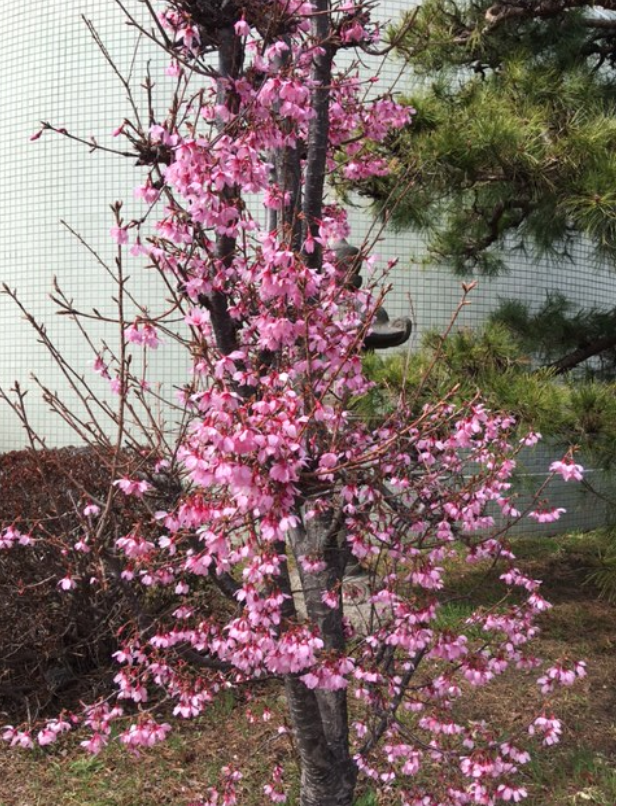 f:id:chuokurashinet:20210308075531p:plain