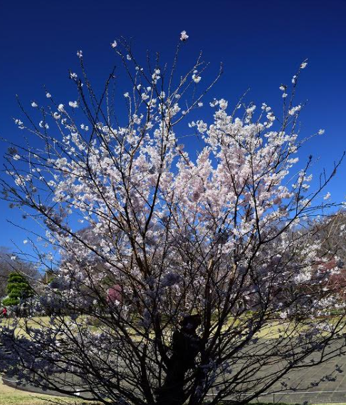 f:id:chuokurashinet:20210316040308p:plain