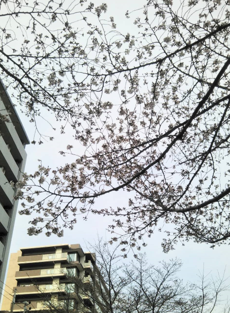 f:id:chuokurashinet:20210317185233p:plain