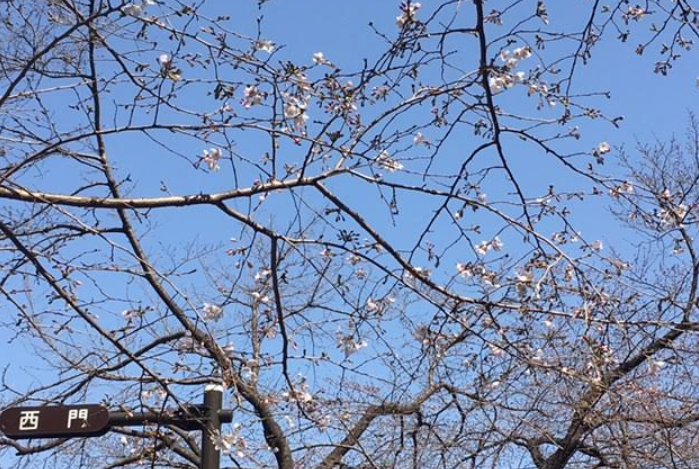 f:id:chuokurashinet:20210320145912p:plain