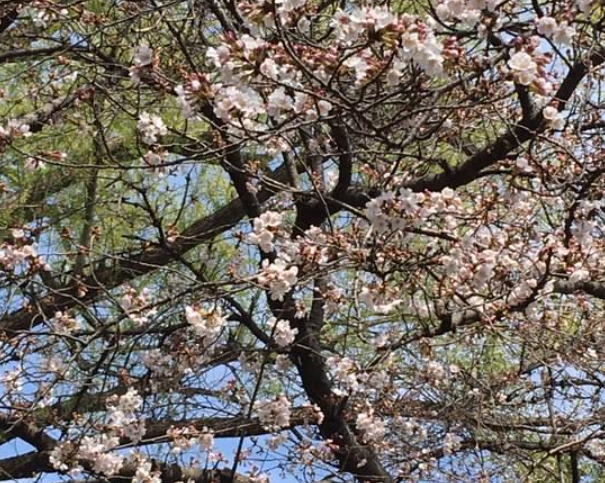 f:id:chuokurashinet:20210320150821p:plain