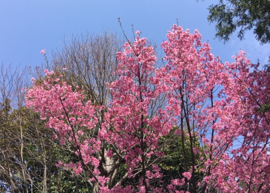 f:id:chuokurashinet:20210320151220p:plain