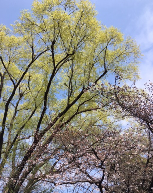 f:id:chuokurashinet:20210320151416p:plain