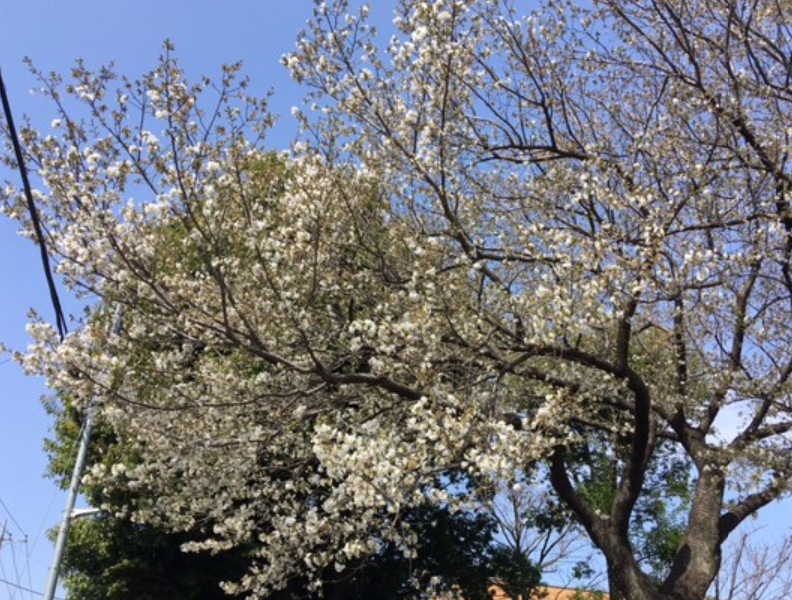 f:id:chuokurashinet:20210320151542p:plain