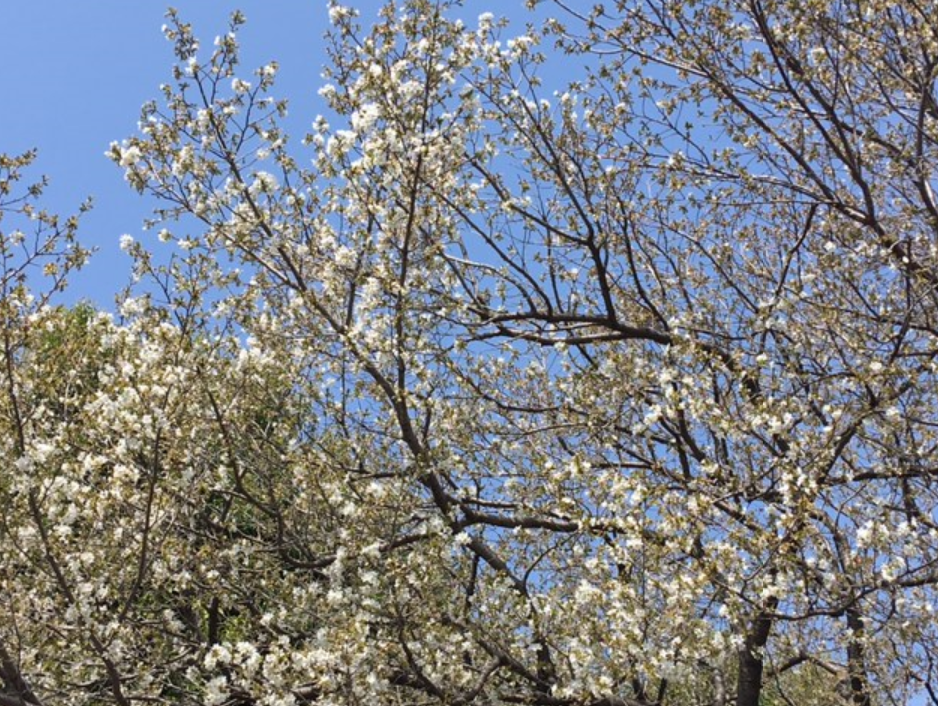 f:id:chuokurashinet:20210320151617p:plain