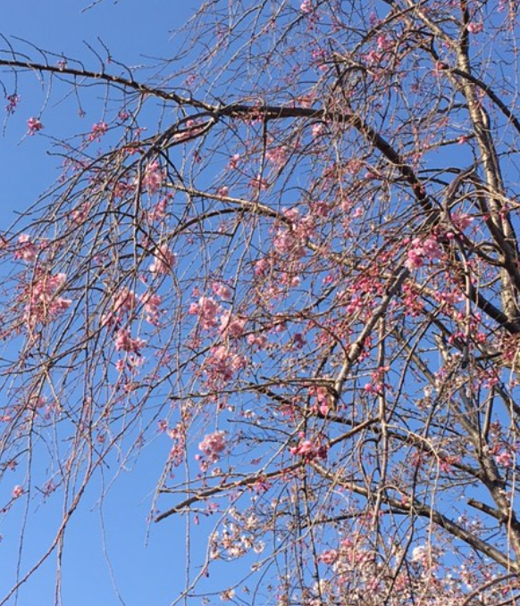 f:id:chuokurashinet:20210324061746p:plain