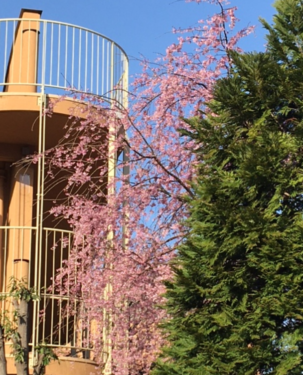 f:id:chuokurashinet:20210324062216p:plain