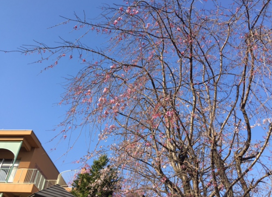 f:id:chuokurashinet:20210324062352p:plain