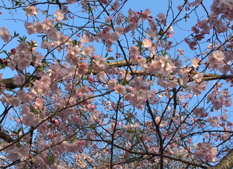 f:id:chuokurashinet:20210324063236p:plain