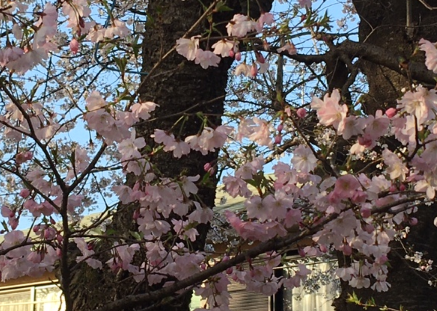 f:id:chuokurashinet:20210324063342p:plain