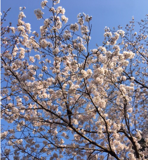 f:id:chuokurashinet:20210324063913p:plain