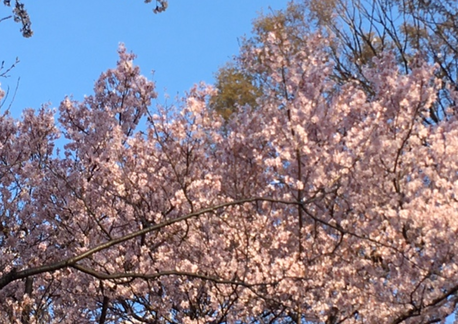 f:id:chuokurashinet:20210324101916p:plain