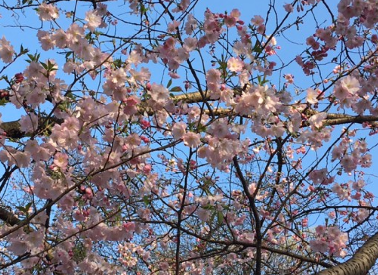 f:id:chuokurashinet:20210324102212p:plain